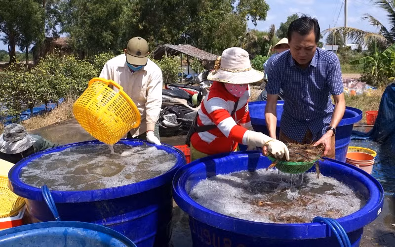 Tôm càng xanh ở đồng lúa sinh thái Cà Mau -0