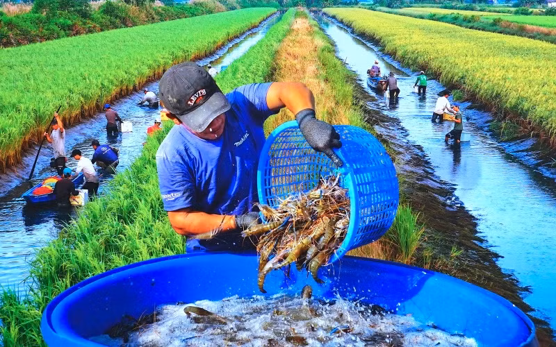 Nông dân xã Trí Phải (huyện Thới Bình) thu hoạch tôm càng trên đồng lúa hữu cơ. (Ảnh: Văn Đời - Cà Mau).