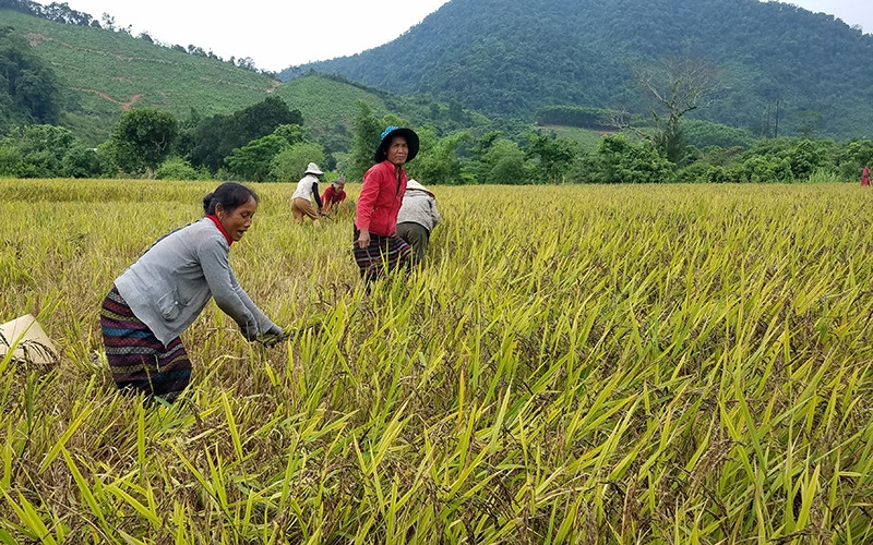Ðồng bào Bru - Vân Kiều ở xã Ngân Thủy thu hoạch lúa nếp than.