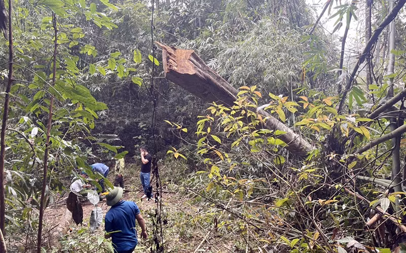 Hiện trường vụ phá rừng tại khu vực suối Sa Lít ngày 31/3/2022.