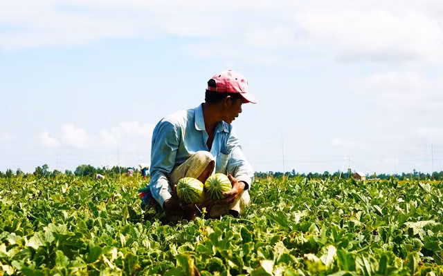 Mùa dưa Hoàng Kim ảnh 4