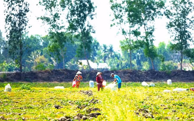 Mùa dưa Hoàng Kim ảnh 10