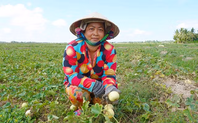 Mùa dưa Hoàng Kim ảnh 1