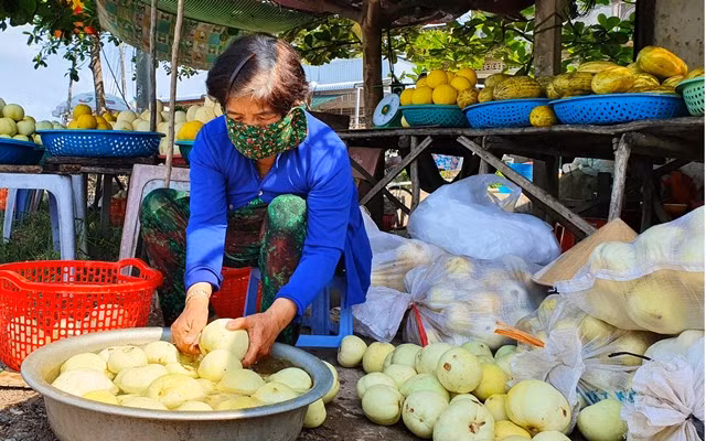 Mùa dưa Hoàng Kim ảnh 8