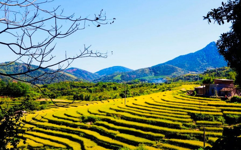 Những ruộng bậc thang lúa chín vàng ở Bình Liêu chính là điểm đến check-in của nhiều du khách và vào ngày 6 và 7-10, lần đầu tiên lễ hội mùa vàng Bình Liêu được tổ chức.