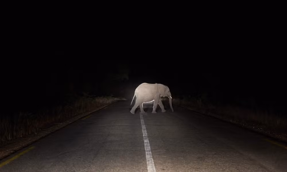 Những bức ảnh ấn tượng về động vật hoang dã trong tuần -0