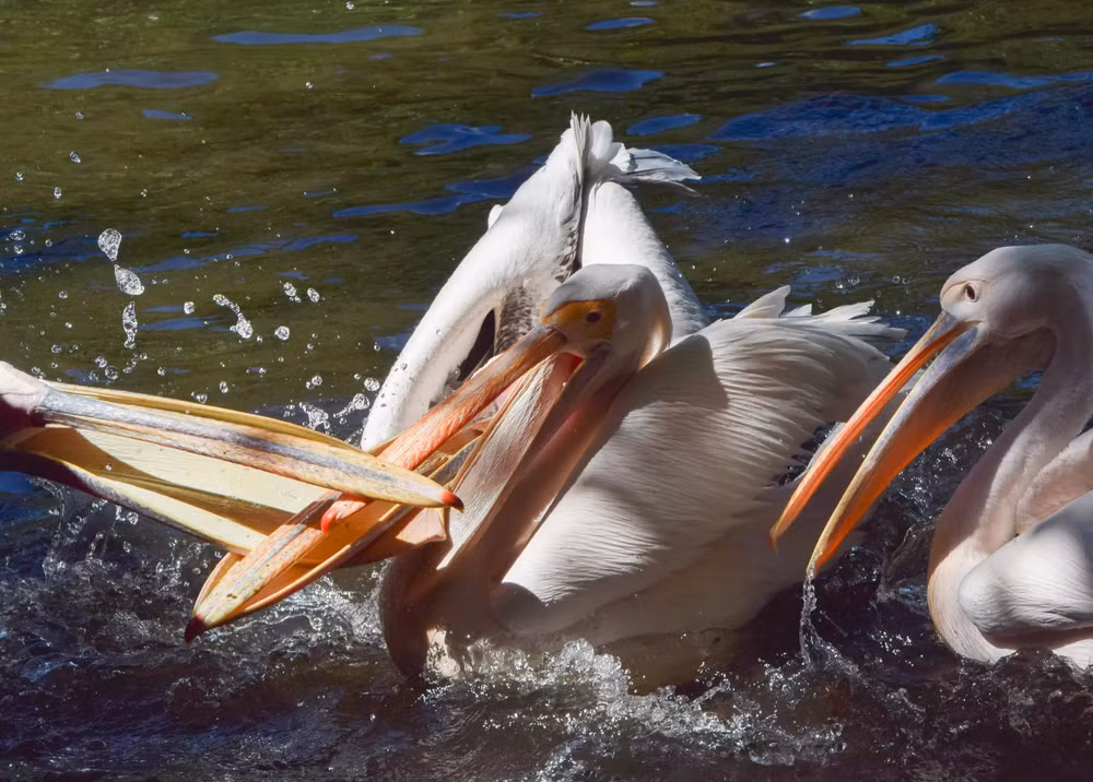 Những bức ảnh ấn tượng về động vật hoang dã trong tuần -0