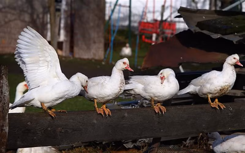 (Ảnh minh họa: AFP/ TTXVN)