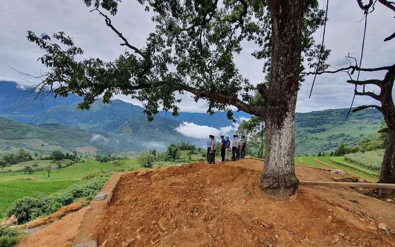 Khu vực điểm ngắm cảnh có hai cây dẻ sổi đã được dỡ bỏ hàng rào và cọc ngày 23-6 (Ảnh: CAO HƯƠNG) 