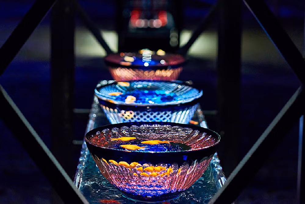 Huyền bí sắc màu Art Aquarium ở thủ đô Tokyo -4