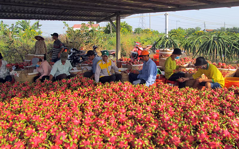 Tìm đầu ra cho nông sản -0
