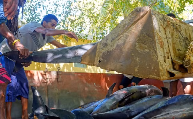 24 con cá heo chết trên bãi biển Mauritius gần vết dầu loang -0