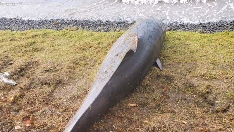 Một xác cá heo nằm gần Grand Sable, Mauritius. Ảnh: Reuters.