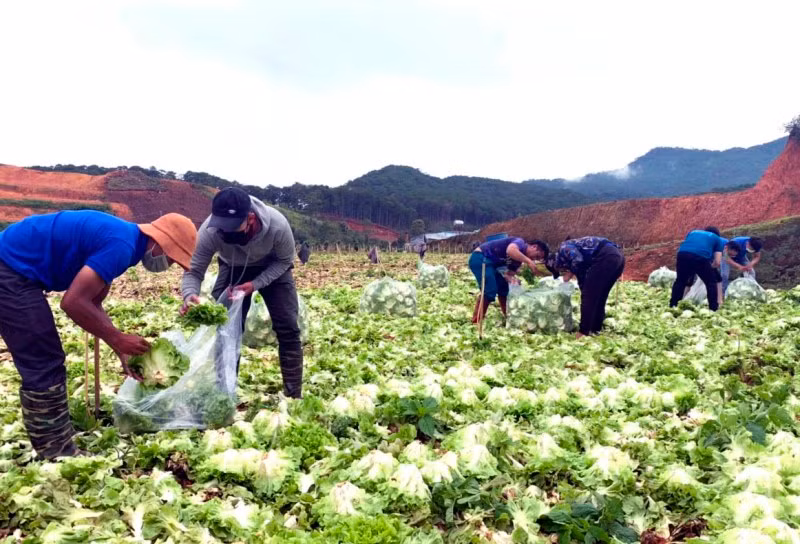 Áo xanh tình nguyện trên những cánh đồng rau được người dân Lâm Đồng hỗ trợ các vùng dịch.