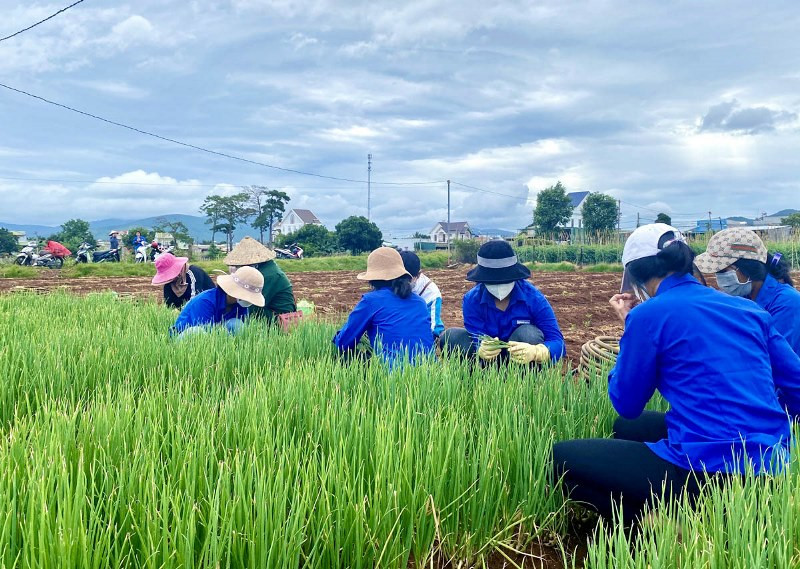 Nhà vườn tại Lâm Đồng ủng hộ rất nhiều vườn rau để hỗ trợ nhân dân các vùng dịch. Thêm những “chuyến xe yêu thương” từ Lâm Đồng về các vùng dịch -0