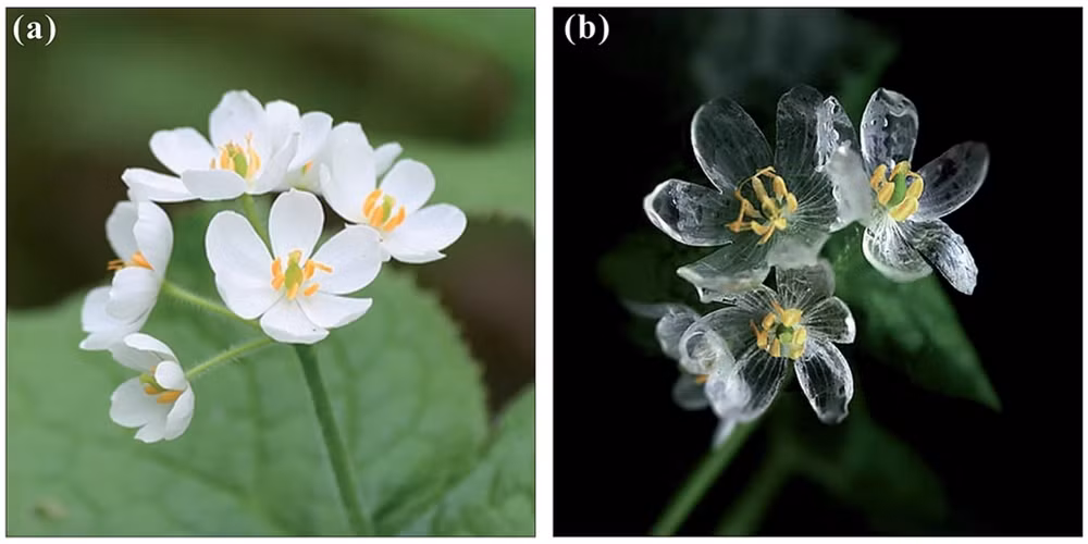 Sáu sinh vật kỳ diệu có thể nhìn xuyên thấu -0