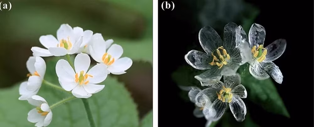 Hoa Diệp Hà Sơn lúc trời nắng ráo (trái) và khi mưa (phải). 
