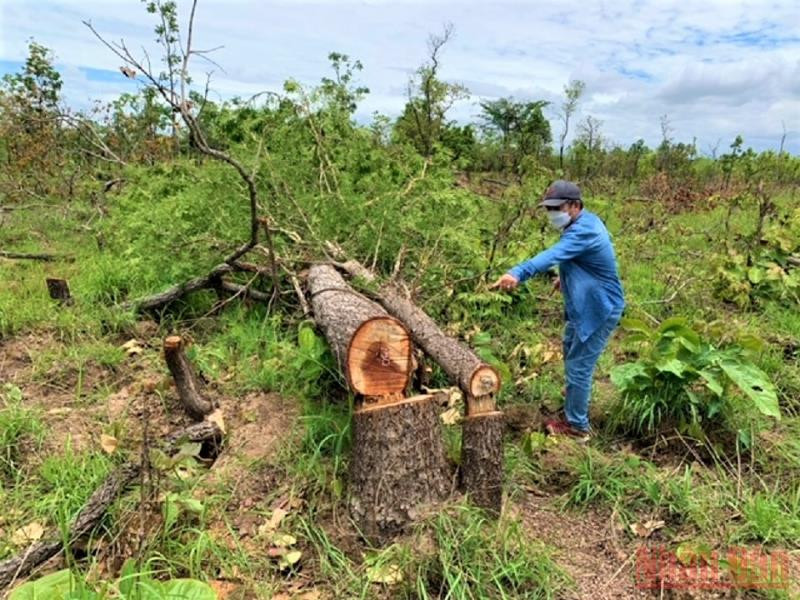 Diện tích lớn rừng tự nhiên bị phá trắng. Phát hiện một vụ phá rừng nghiêm trọng ở Đắk Lắk -0