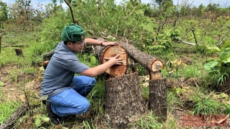 Phóng viên Báo Nhân Dân có mặt tại hiện trường vụ phá rừng tại Tiểu khu 205, xã Ya Tờ Một, huyện Ea Súp.