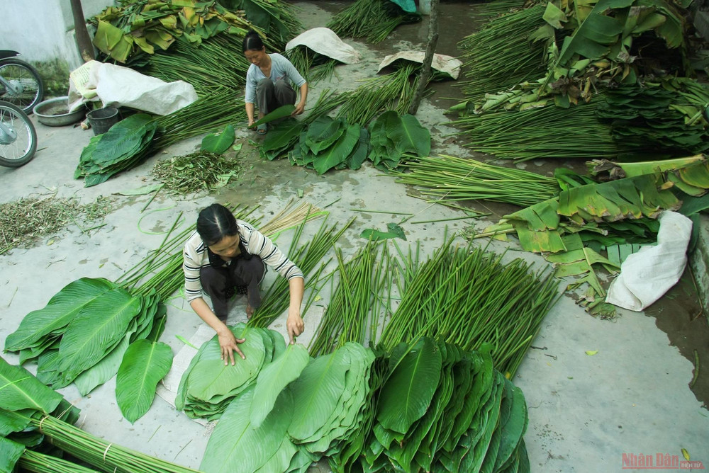 Cũng có nhiều gia đình mang lá về nhà phân loại và rửa lá rất cẩn thận rồi mới giao đến tay các tiểu thương. 9la_dong_trang_cat_1-1612948415887.jpg