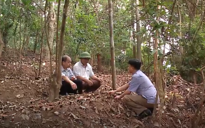 Mô hình trồng nấm lim giúp người dân Sơn Động có thu nhập cao. Đồng hành cùng người dân thoát nghèo -0
