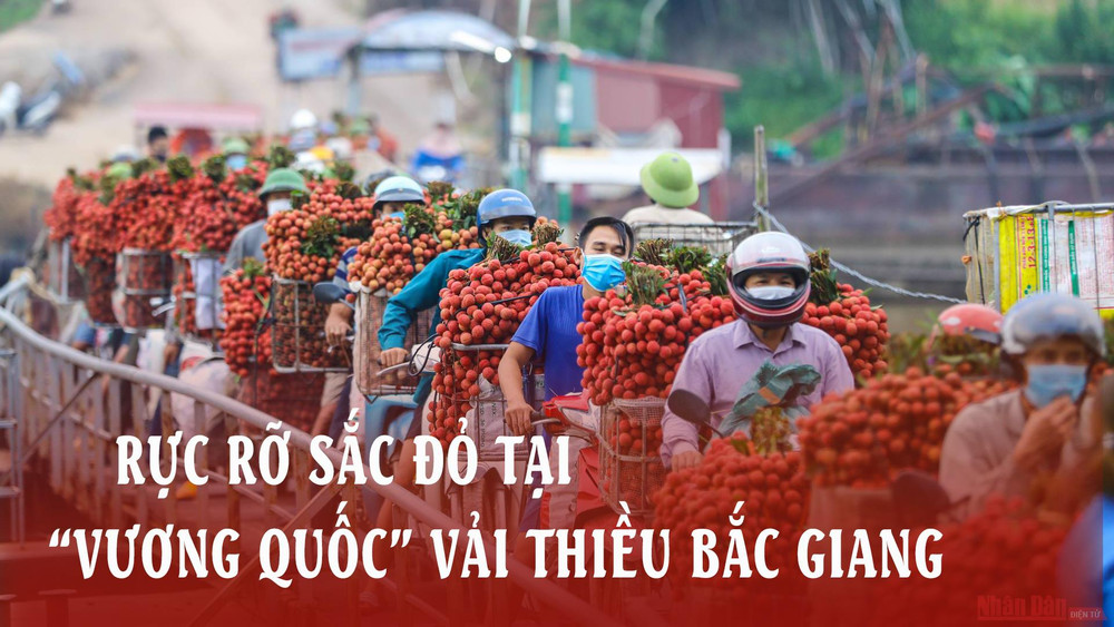 Rực rỡ sắc đỏ tại "vương quốc" vải thiều Bắc Giang ảnh 1 Rực rỡ sắc đỏ tại