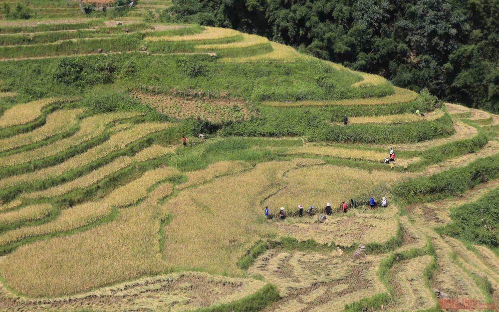 Mường Hoa mùa gặt