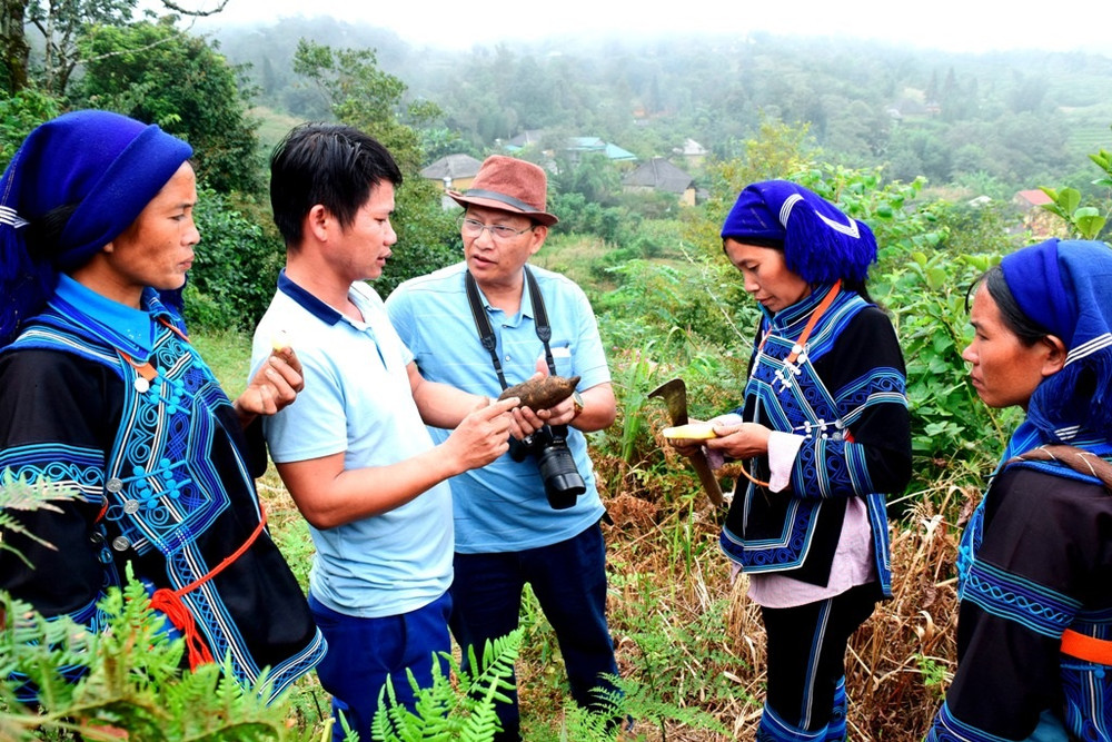 Nhà báo Quốc Hồng (đứng giữa) lên vùng cao Ý Tý, Lào Cai tìm hiểu thực tế đồng bào dân tộc Hà Nhì trồng cây sâm đất thay thế cây ngô, đem lại hiệu quả kinh tế cao hơn. Những câu chuyện nghề của Phóng viên thường trú -0