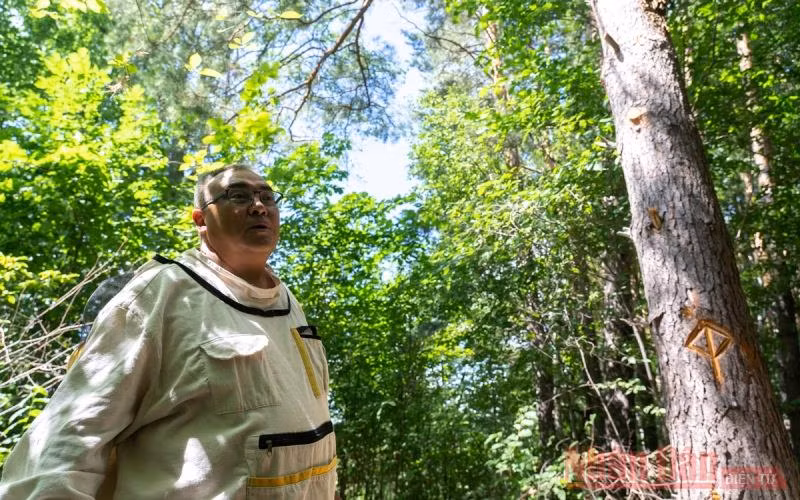 Làng Ivano-Kazanka ở vùng Iglinsky (CH Bashkortostan, LB Nga) ngày càng nổi tiếng với những gia đình nhiều thế hệ nuôi ong trên cây sống. Trong số đó, có gia đình ông Fanis Khalilov (trong ảnh). 