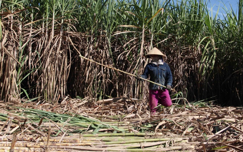 Mỗi bó từ 25-30 cây mía. Mía chậm tiêu thụ, Hòa Bắc chủ động “gỡ rối” -0