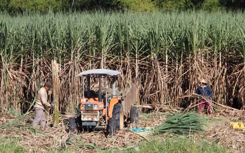 Người dân dậy từ sáng sớm thu hoạch mía tránh tiết trời nắng nóng.