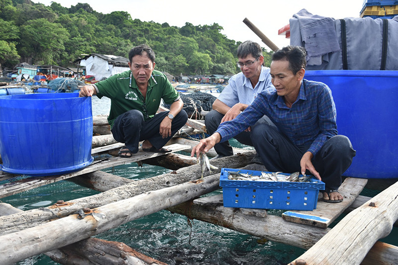 Nông dân xã Thổ Châu (TP Phú Quốc) nuôi cá bóp lồng bè trên biển. Kiên Giang khen thưởng nhiều tập thể, cá nhân qua phong trào thi đua nông dân sản xuất kinh doanh giỏi -0