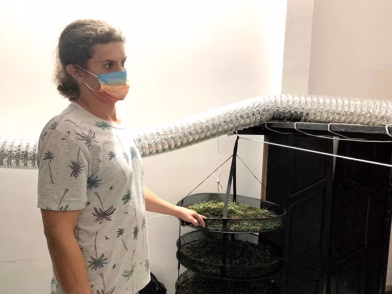 Bình Thuận phát hiện một người nước ngoài trồng, sản xuất, tàng trữ trái phép cần sa -0