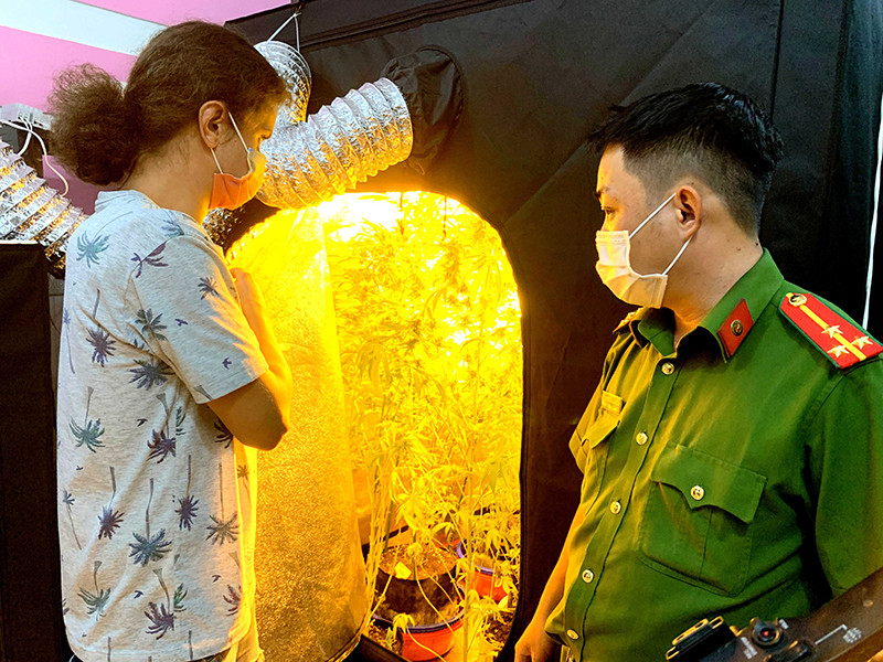 Cây cần sa được Shedko Dmitri trồng và chăm sóc ngay trong phòng ngủ, có lắp hệ thống tưới, đèn điện chiếu sáng và điều hòa nhiệt độ. Bình Thuận phát hiện một người nước ngoài trồng, sản xuất, tàng trữ trái phép cần sa -0