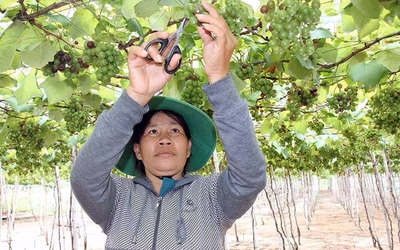 Nông dân tỉnh Ninh Thuận thu hoạch nho.