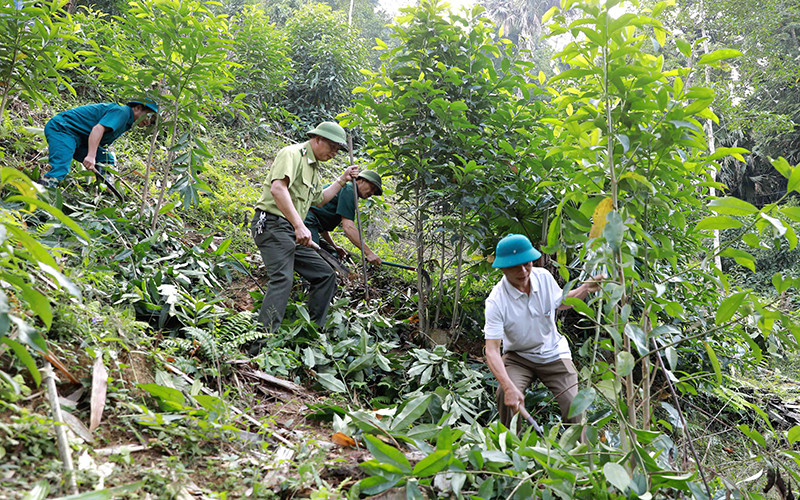 Lực lượng kiểm lâm tỉnh Bắc Kạn hướng dẫn người dân chăm sóc rừng sản xuất tại xã Thanh Thịnh, huyện Chợ Mới. Nguồn lực cho bảo vệ, phát triển rừng bền vững -0