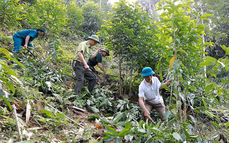 Nguồn lực cho bảo vệ, phát triển rừng bền vững -0