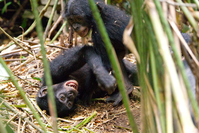 Con tinh tinh lùn bonobo được nhận nuôi tên là Flora (nằm dưới) chơi với một trong những đứa con ruột của mẹ nuôi. Ảnh: Tiến sĩ Nahoko Tokuyama. Lần đầu tiên ghi nhận loài tinh tinh lùn chăm sóc con nuôi -0