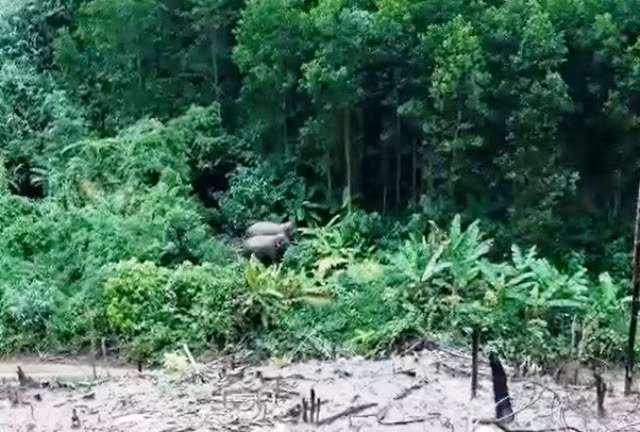 Hai cá thể voi rừng vừa phát hiện ở huyện Hiệp Đức.