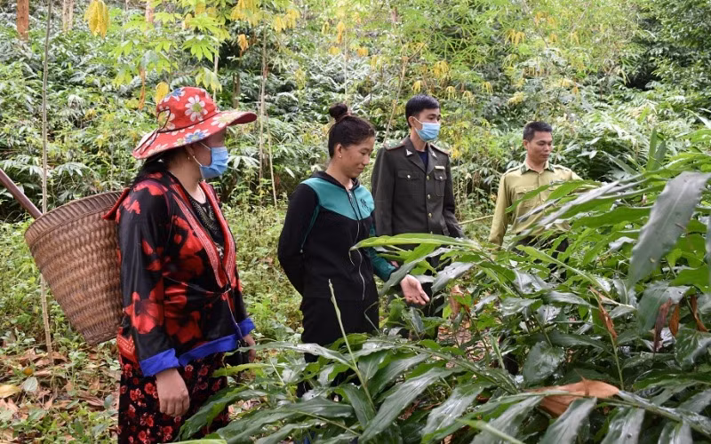 Cán bộ kiểm lâm huyện Mường Nhé hướng dẫn người dân thực hiện mô hình trồng sa nhân dưới tán rừng.