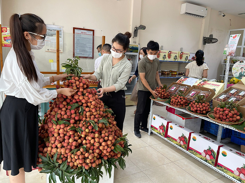 Vải thiều Thanh Hà tiêu thụ tại TP Hải Phòng qua sự kết nối của ngành nông nghiệp. (Ảnh: QUỐC VINH) Bài 4: Nỗ lực vượt khó -0