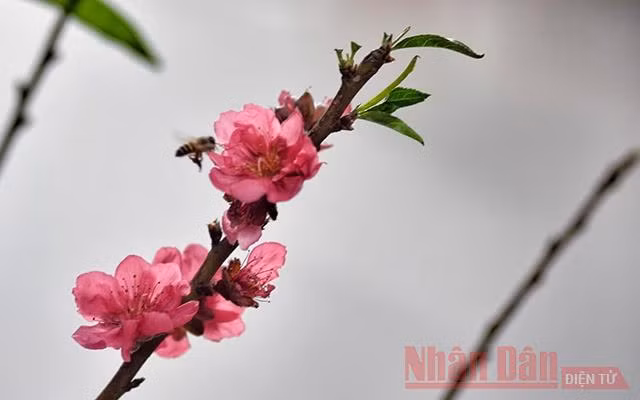 Ảnh minh họa: Minh Duy.
