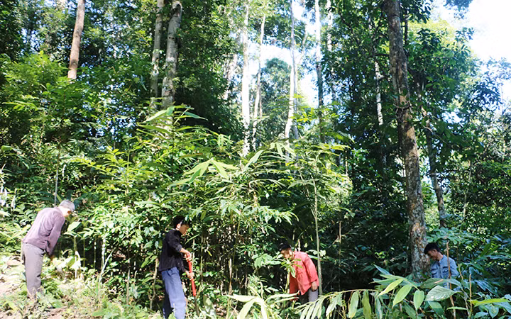 Người dân xã Pa Tần, huyện Nậm Pồ chăm sóc và bảo vệ rừng.