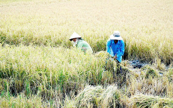 Mô hình tôm - lúa mang lại hiệu quả kinh tế cao tại xã Gia Hòa 2, huyện Mỹ Xuyên.
