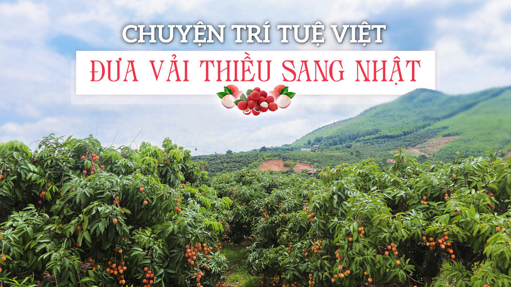 Chuyện trí tuệ Việt đưa vải thiều sang Nhật ảnh 1 Chuyện trí tuệ Việt đưa vải thiều sang Nhật -0