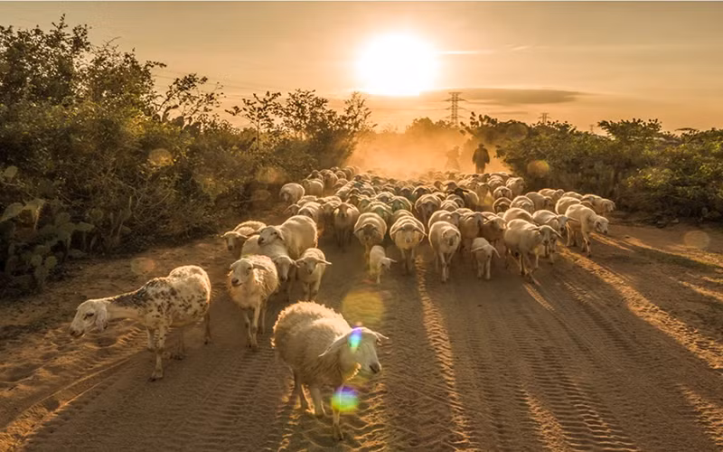 Trại cừu An Hòa, điểm đến không thể bỏ qua khi đến Ninh Thuận.