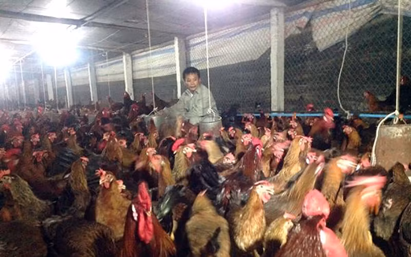 Nông dân huyện Chương Mỹ (Hà Nội) chăm sóc gà. Ảnh: NGỌC SƠN