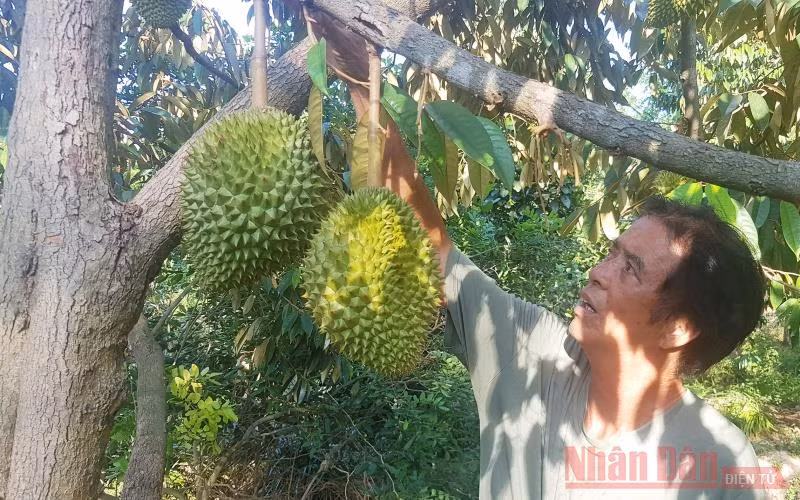 Ông Tạo luôn để sầu chín rụng mới mang vào nhà.