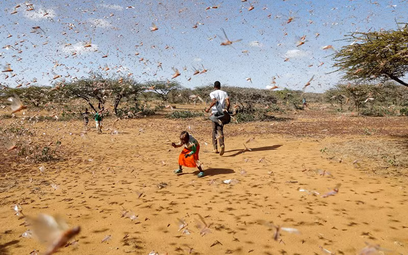 Nạn châu chấu sa mạc ở Naiperere, Kenya, tháng 1 vừa qua.