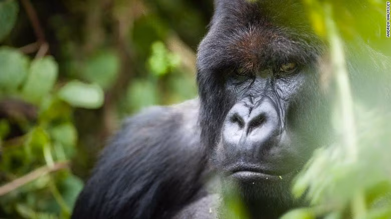 Hình ảnh một con khỉ đột núi trưởng thành trong Vườn quốc gia Volcanoes, Rwanda.